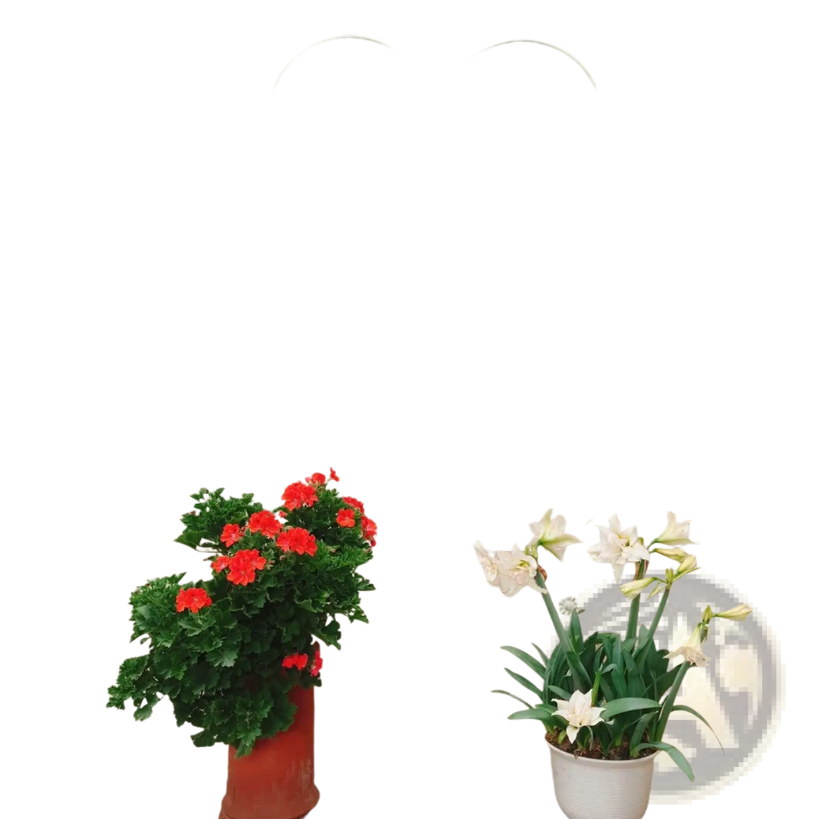 Metal Garden Trellis 2 Pack Arched Rose Flower Support